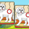 dogs spot the differences 2