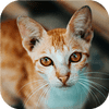 Katzentastische Puzzle-Herausforderung